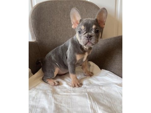 Ev bakımı french bulldog yavrularım