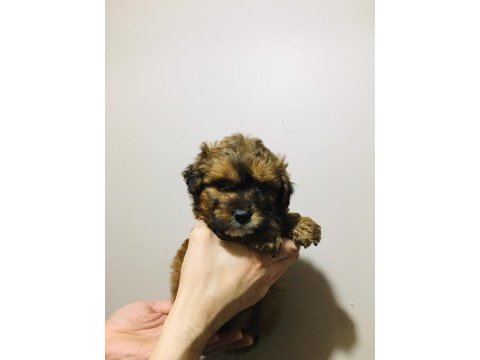 Fantom tricolor maltipoo