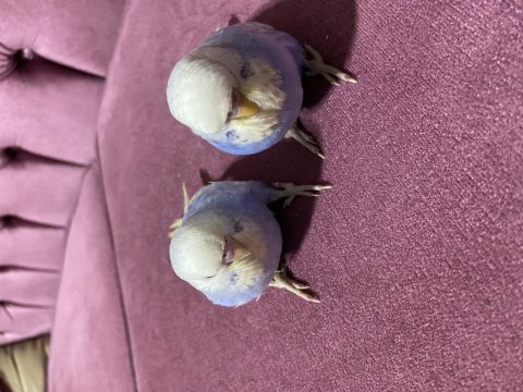 Muhabbet kuşu yavrular