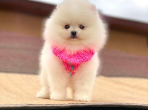 A kalite pomeranian boo yavrularımız (boş geçmeyin)