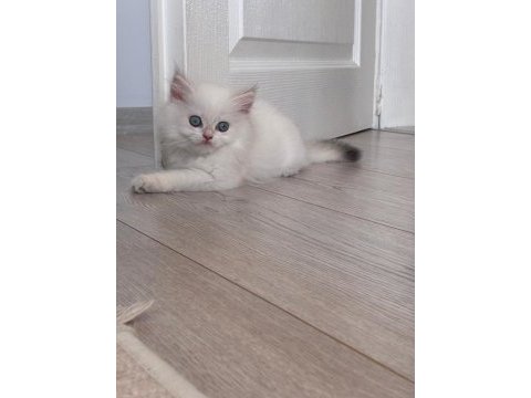British longhair dişi yavrular