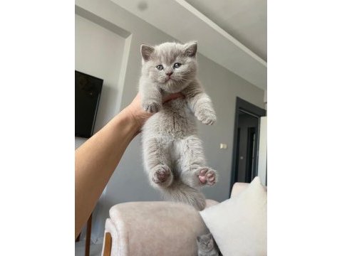 Lilac renk ve gri renk ayı kafa british shorthair bebekler