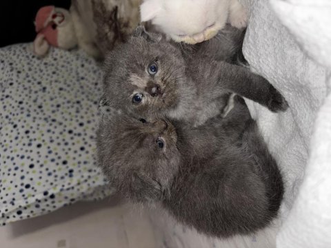 British shorthair - scottish fold kedimiz