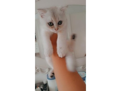 Erkek yavru kedimiz