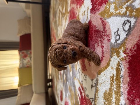 Teacup kan toy poodle bebekler