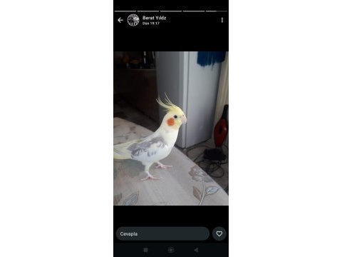 Bakımlı sarı bebek sultan papağanlar