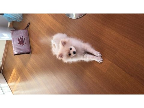 Pomeranian 7 aylık