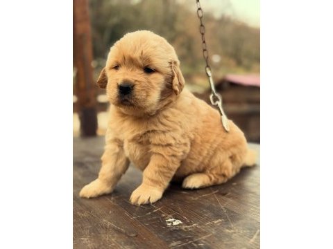 Golden retriever yavruları 