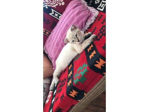 Mavi göz silver scottish fold