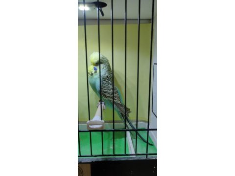 Show jumbo yavru ve yetişkin muhabbet kuşu