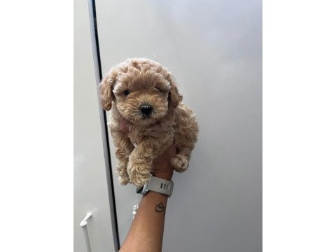 Anne maltipoo baba toy poodle