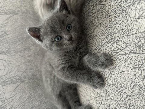 British shorthair kedisi