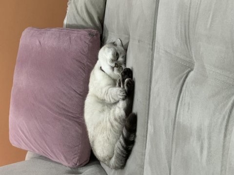 Scottish fold kızıma yuva arıyorum