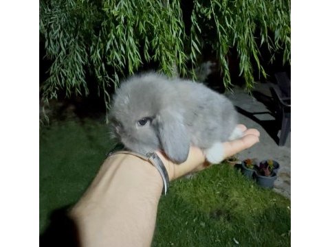Blue hollanda lop taddy tavşan
