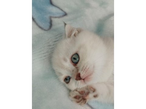 Blue point scottish fold yavrular