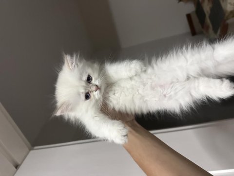 British longhair 30 mayıs doğumlu
