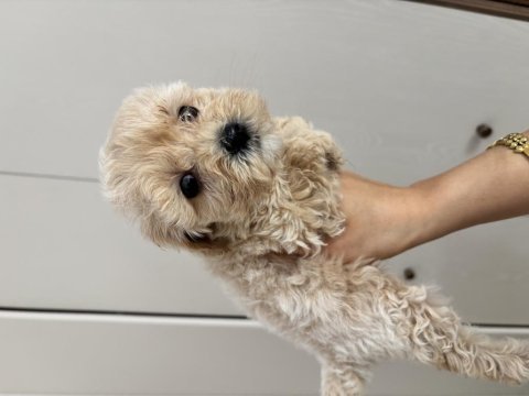 Çiş pedi eğitimli maltipoo