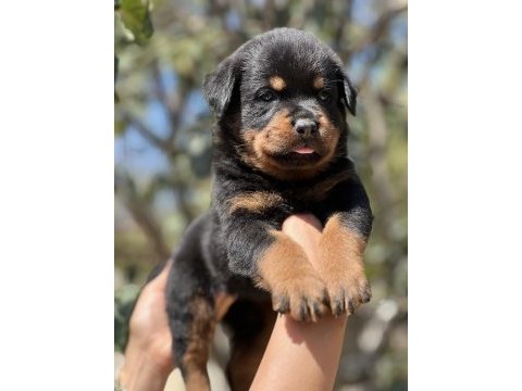 Şecere soy kütüğünden rottweiler yavrular