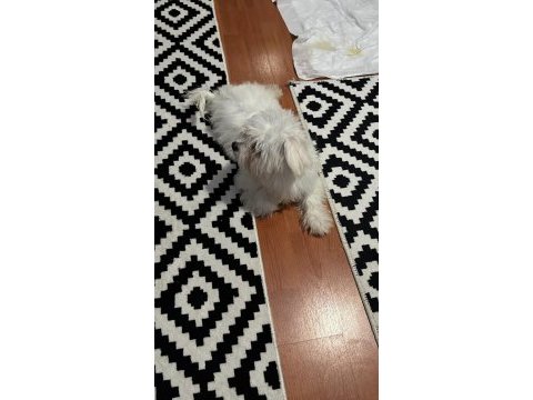 6 aylık maltese terrier