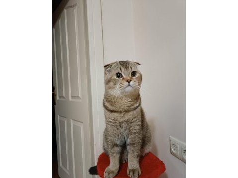 1 yaşındaki scottish fold oğluma eş arıyorum