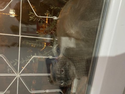 Scottish fold paskalımı sahiplendirmek istiyorum