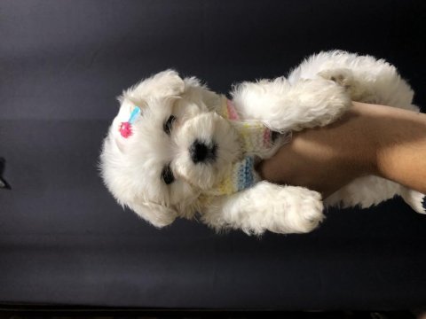 Pamuk prenses köpeğimiz