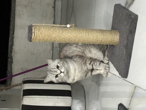 British shorthair kedimi acil sahiplendirme