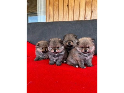 Pomeranian ayıcık yavrular