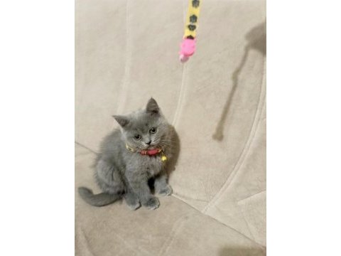 Saf kan british shorthair kediler