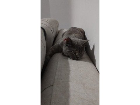 British shorthair kedimiz eşyaları ile sahiplendirilecektir