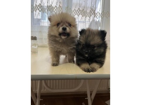 Pomeranian boo 3,5 aylık