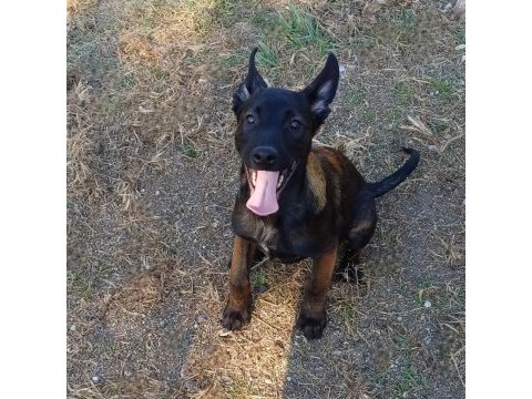 Aşılı çipli fcı kıf şecereli malinois yavrularım