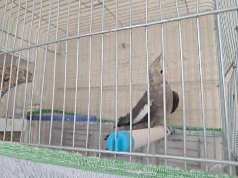 Damızlık yetişkin grey dişi sultan papağanı