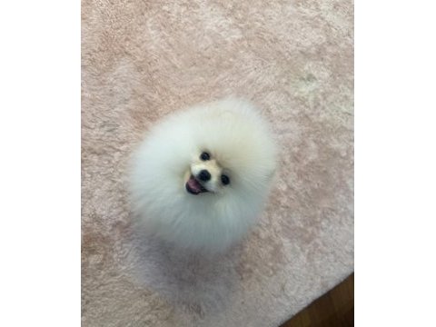Mikro pomeranian dişi köpeğimiz