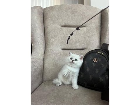 British shorthair dünya tatlısı yavrular