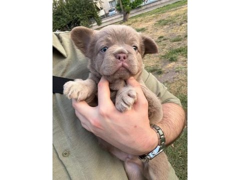 French bulldog yavru köpekler