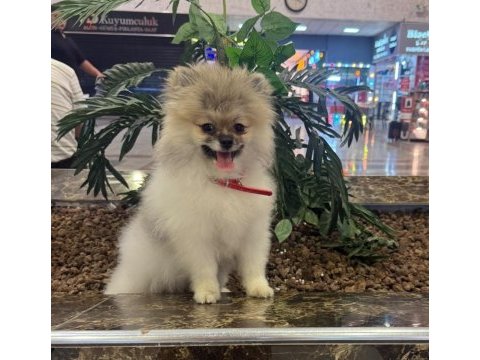Pomeranian boo tea cup dişi