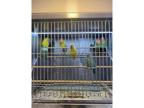 Bebek cennet papağanları şimdi stoklarımızda