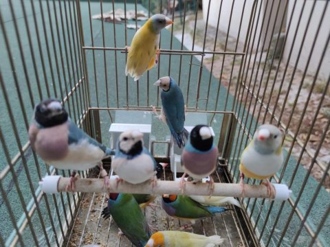 Gökkuşağı ispinozu - goldian finch