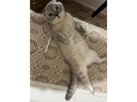 Scottish fold meleğimize yuva arıyoruz