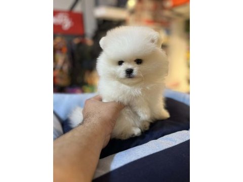 Biblo güzelliğinde show kalite pomeranian boo