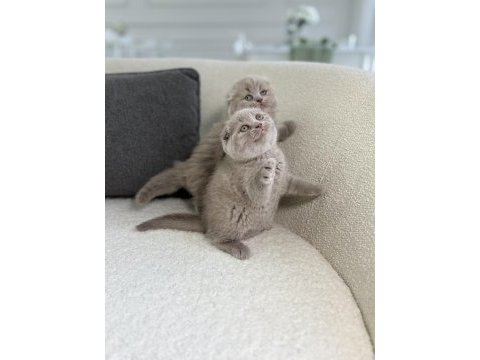 Show class scottish fold prensesler