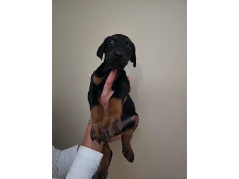 Doberman yavru