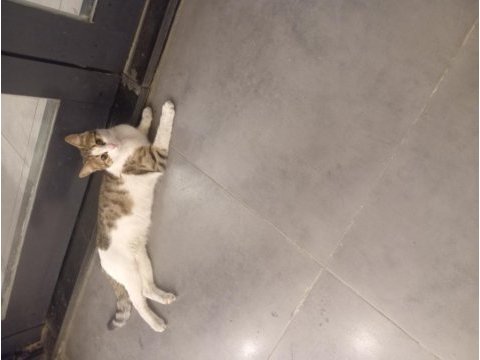 Ücretsiz kedimizi sahiplendirme