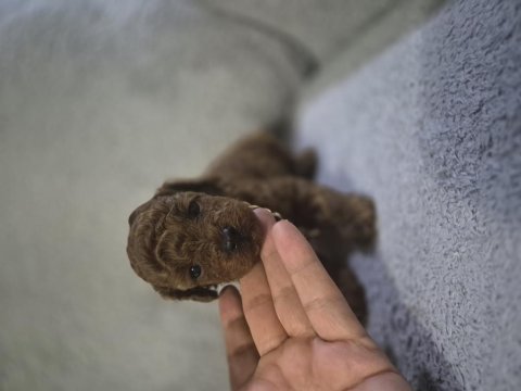 Toy poodle bebeğimiz