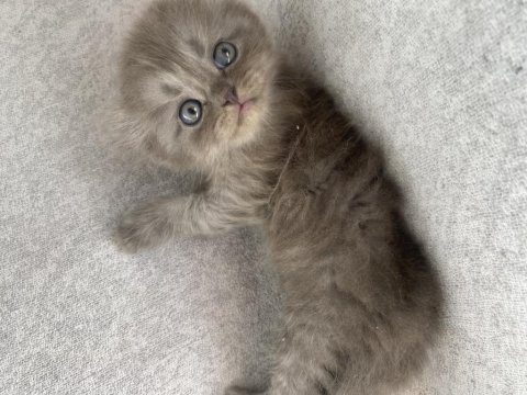 Safkan scottish fold longhair yavru