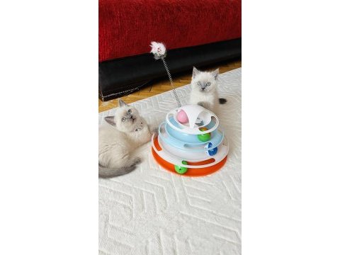 Safkan blue point son bir adet british shorthair
