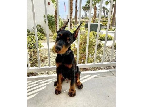 Hasım silen doberman yavruları