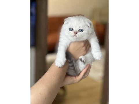 Üst düzey güzellik scottish fold yavrum