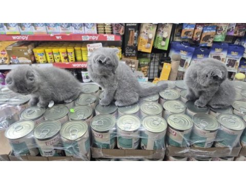 Dünya tatlısı çok çok özel scottish fold bebekler